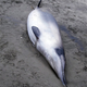 Illustration for article titled Worlds rarest whale is finally seen for the first time